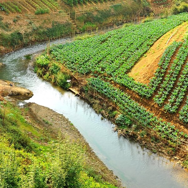 Organic Farm in Laos