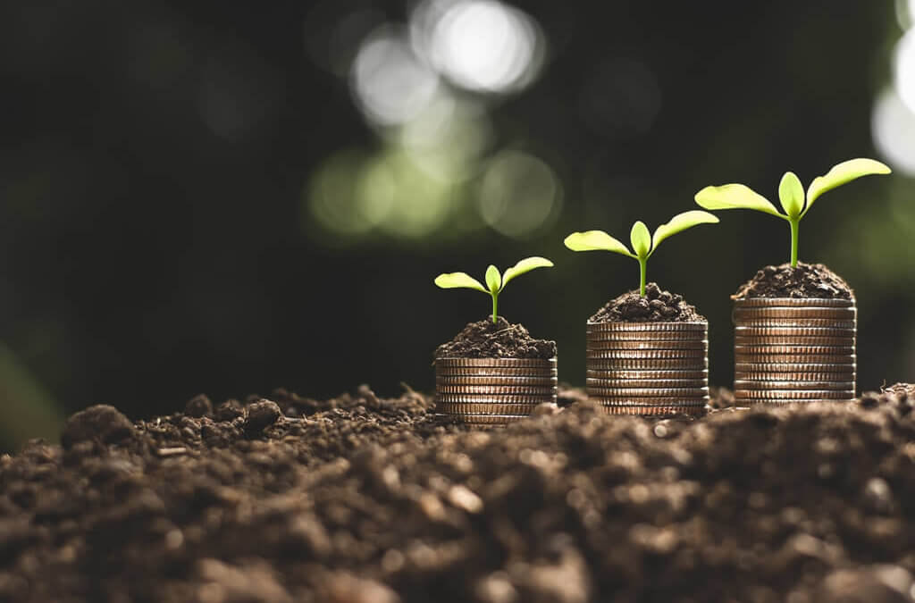 seedlings on top of coins in soil