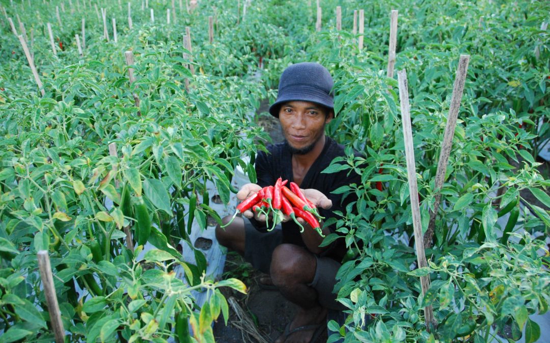 Bali Chili Farmer