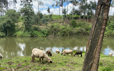 Kiambu, Kenya