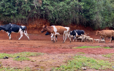 Lari, Kenya