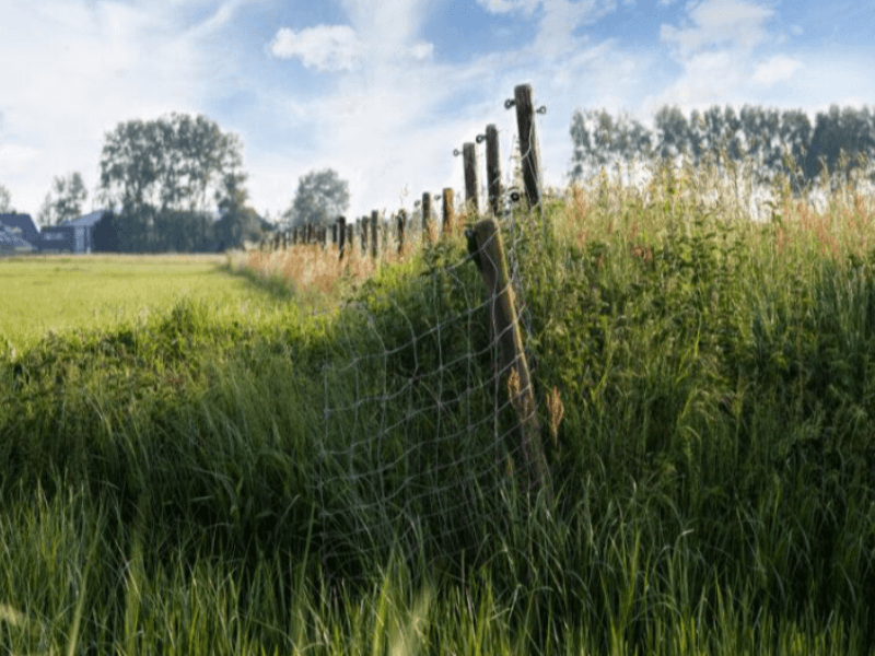 Western Peat Meadows, The Netherlands